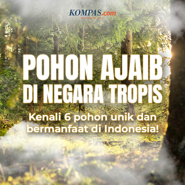 Pohon Ajaib di Negara Tropis